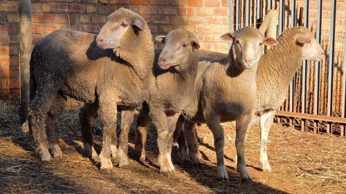 4 X DOHNE MERINO RAM VDK BOERDERY (Per animal to take the lot)
