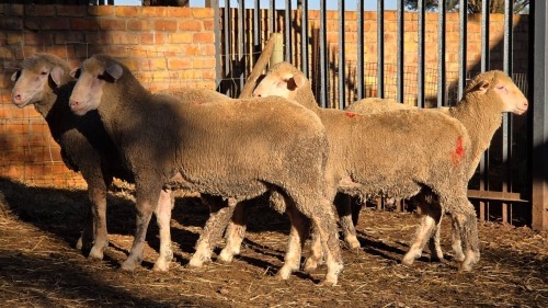 4 X DOHNE MERINO RAM VDK BOERDERY (Per animal to take the lot)