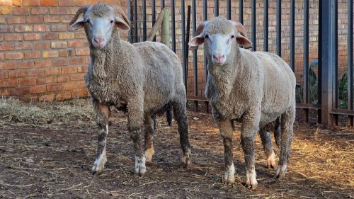 2 X DOHNE MERINO RAM VDK BOERDERY (Per animal to take the lot)