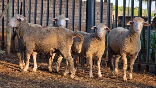 4 X DOHNE MERINO RAM VDK BOERDERY (Per animal to take the lot)
