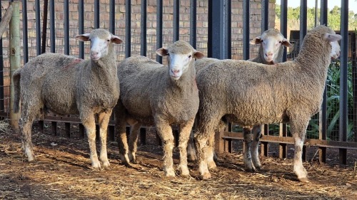 4 X DOHNE MERINO RAM VDK BOERDERY (Per animal to take the lot)