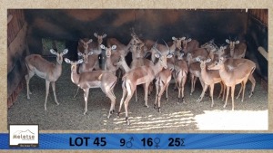 25X Rooibok/Impala M:9 V/F:16 Meletse Private Game Reserve (Per Piece to take the lot/Per stuk om lot te neem)