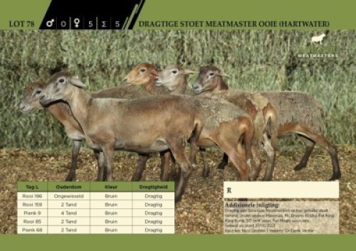 LOT 78 6X&nbsp; Stoet Meatmaster Ooie (Hartwater)