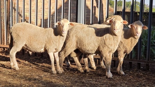 4 X DOHNE MERINO RAM VDK BOERDERY (Per animal to take the lot)