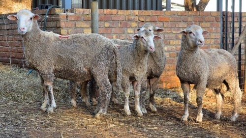 4 X DOHNE MERINO RAM VDK BOERDERY (Per animal to take the lot)