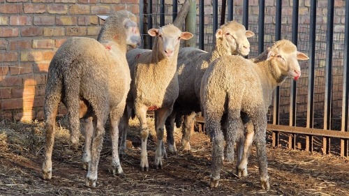 4 X DOHNE MERINO RAM VDK BOERDERY (Per animal to take the lot)