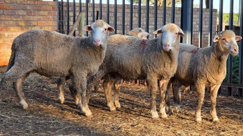 4 X DOHNE MERINO RAM VDK BOERDERY (Per animal to take the lot)