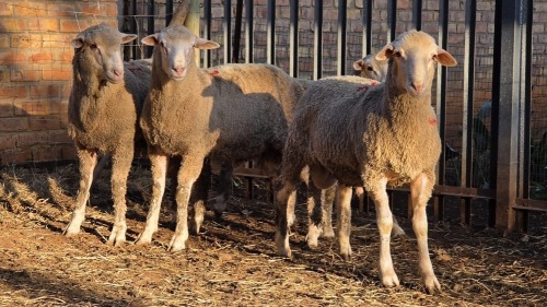 4 X DOHNE MERINO RAM VDK BOERDERY (Per animal to take the lot)