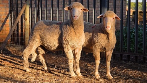 2 X DOHNE MERINO RAM VDK BOERDERY (Per animal to take the lot)