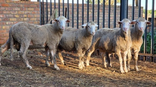 4 X DOHNE MERINO RAM VDK BOERDERY (Per animal to take the lot)