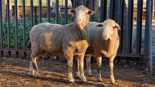 2 X DOHNE MERINO RAM VDK BOERDERY (Per animal to take the lot)