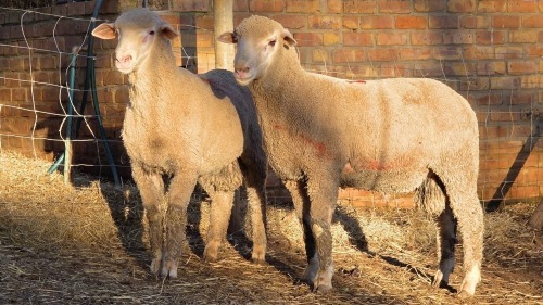 2 X DOHNE MERINO RAM VDK BOERDERY (Per animal to take the lot)