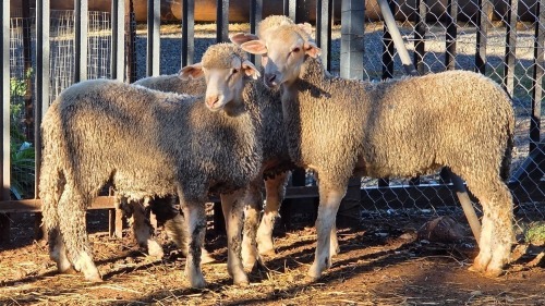 3 X SA MUTTON MERINO RAM VDK BOERDERY (Per animal to take the lot)