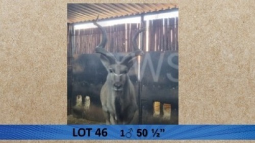 1X Koedoe/Kudu M:1 Pieter Breugem