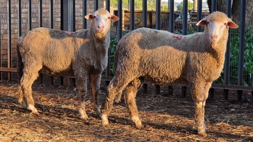 2 X DOHNE MERINO RAM VDK BOERDERY (Per animal to take the lot)