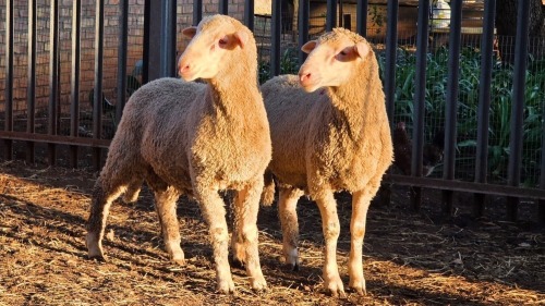 2 X DOHNE MERINO RAM VDK BOERDERY (Per animal to take the lot)
