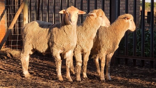 3 X DOHNE MERINO RAM VDK BOERDERY (Per animal to take the lot)