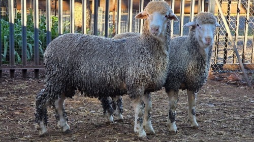 2 X SA MUTTON MERINO RAM VDK BOERDERY (Per animal to take the lot)