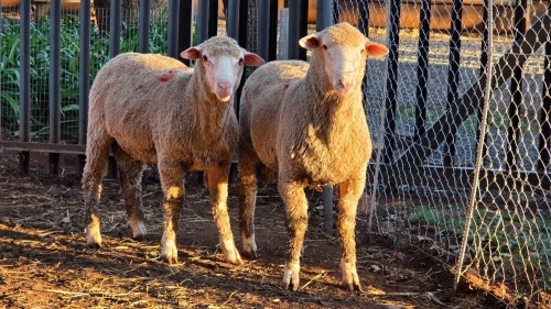 2 X DOHNE MERINO RAM VDK BOERDERY (Per animal to take the lot)