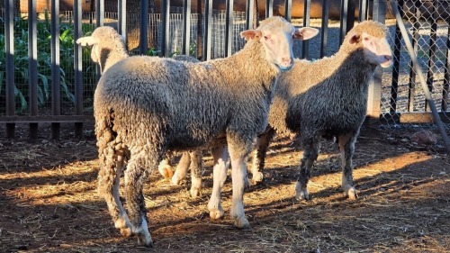 3 X SA MUTTON MERINO RAM VDK BOERDERY (Per animal to take the lot)