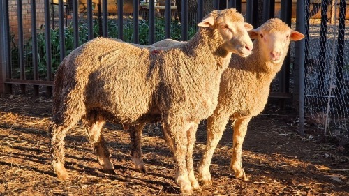 2 X DOHNE MERINO RAM VDK BOERDERY (Per animal to take the lot)