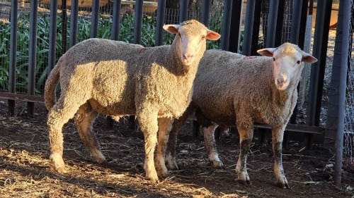 2 X DOHNE MERINO RAM VDK BOERDERY (Per animal to take the lot)