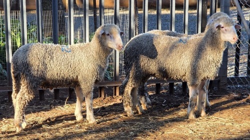 3 X SA MUTTON MERINO RAM VDK BOERDERY (Per animal to take the lot)