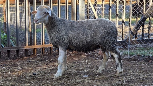 1 X SA MUTTON MERINO RAM VDK BOERDERY