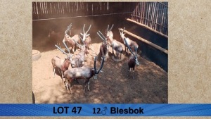 12X Blesbok/Blesbuck M:12 Visrivierbeleggings (Per Piece to take the lot/Per stuk om lot te neem)