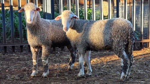 2 X SA MUTTON MERINO RAM VDK BOERDERY (Per animal to take the lot)