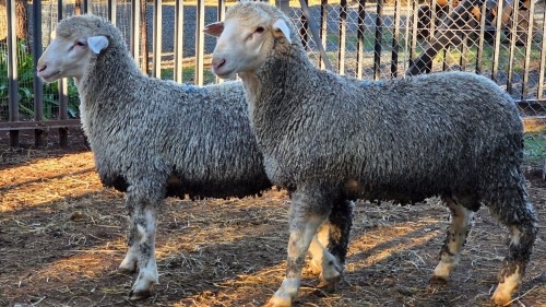 2 X SA MUTTON MERINO RAM VDK BOERDERY (Per animal to take the lot)