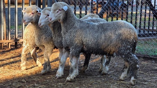 4 X SA MUTTON MERINO RAM VDK BOERDERY (Per animal to take the lot)