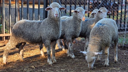 5 X SA MUTTON MERINO RAM VDK BOERDERY (Per animal to take the lot)