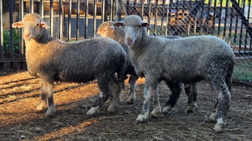 3 X SA MUTTON MERINO RAM VDK BOERDERY (Per animal to take the lot)