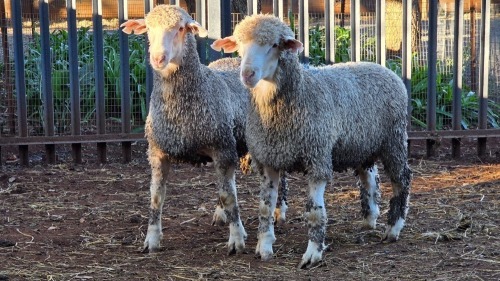 2 X SA MUTTON MERINO RAM VDK BOERDERY (Per animal to take the lot)