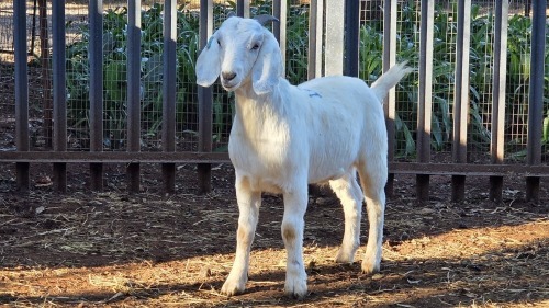 1 X SAVANNA GOAT KAPATER VDK BOERDERY