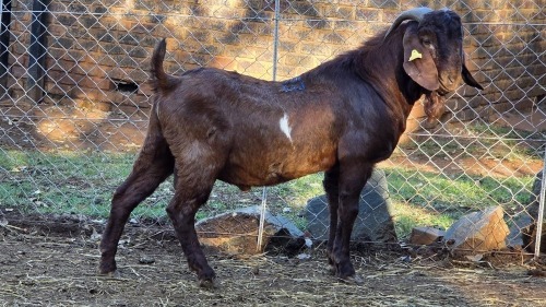 1 X KALAHARI RED BUCK VDK BOERDERY