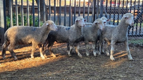 5 X SA MUTTON MERINO RAM VDK BOERDERY (Per animal to take the lot)