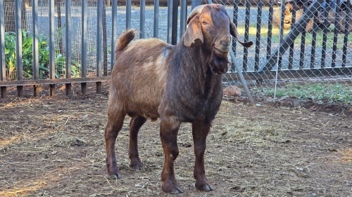 1 X KALAHARI RED BUCK VDK BOERDERY