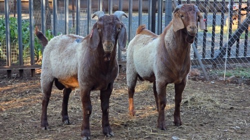 2 X KALAHARI RED BUCK VDK BOERDERY (Per animal to take the lot)