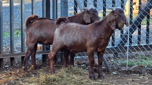 2 X KALAHARI RED BUCK VDK BOERDERY (Per animal to take the lot)