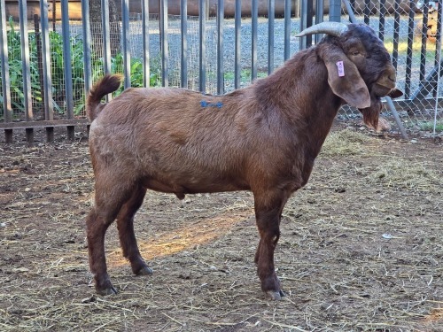 1 X KALAHARI RED BUCK VDK BOERDERY
