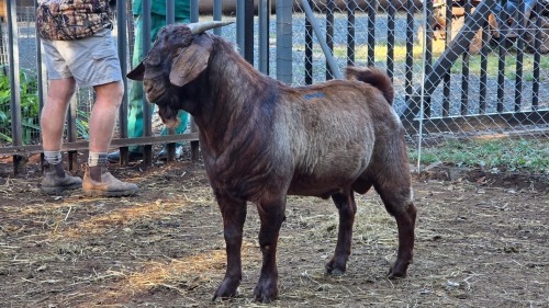1 X KALAHARI RED BUCK VDK BOERDERY