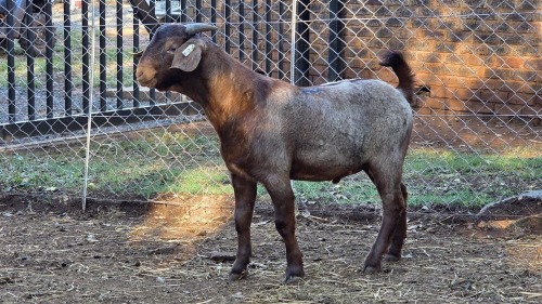 1 X KALAHARI RED BUCK VDK BOERDERY