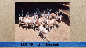 15X Blesbok/Blesbuck M: V/F:15 Visrivierbeleggings (Per Piece to take the lot/Per stuk om lot te neem)