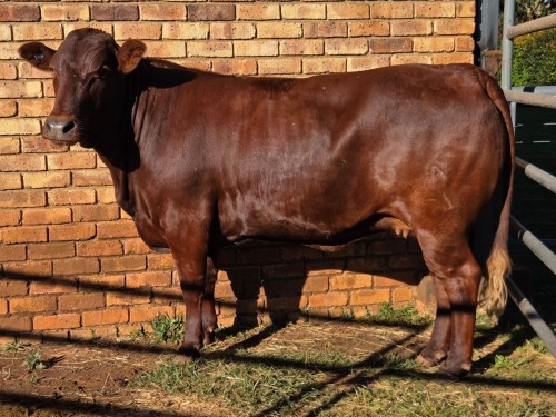 1 X BONSMARA COW VDK BOERDERY