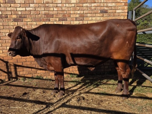 1 X BONSMARA COW VDK BOERDERY