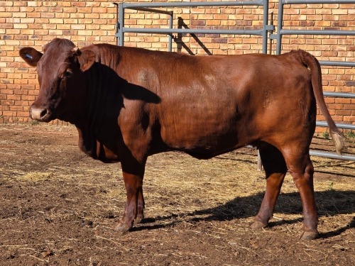 1 X BONSMARA COW VDK BOERDERY