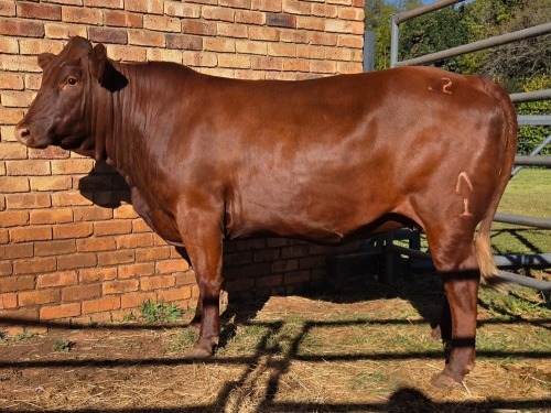 1 X BONSMARA COW VDK BOERDERY