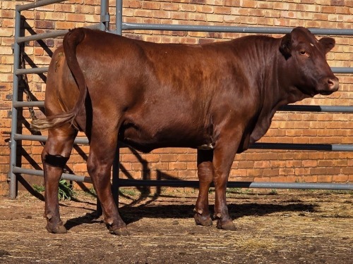 1 X BONSMARA COW VDK BOERDERY